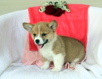 Pembroke Welsh Corgi Puppies for Sale