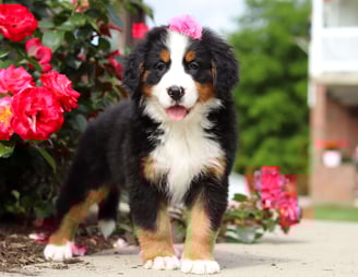 Bernese Mountain puppies for sale