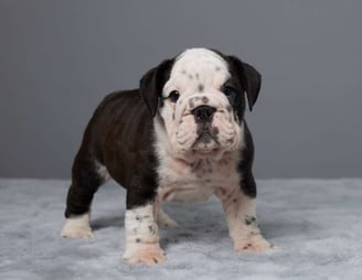 English Bulldog puppies for sale
