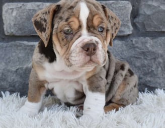 Beabull Puppies for Sale