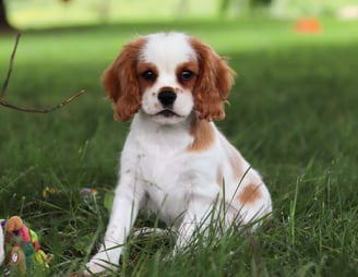 Cavalier King Charles Spaniel Puppies for Sale