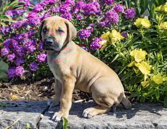 Great Dane Puppies for Sale