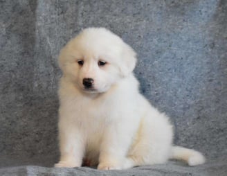 Great Pyrenees Puppies for Sale 