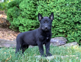 Belgian Malinois Puppies for Sale