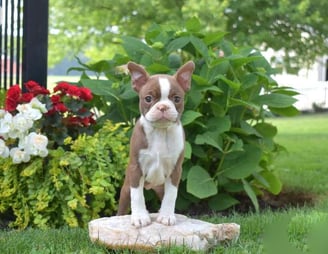 Boston Terrier Puppies for Sale