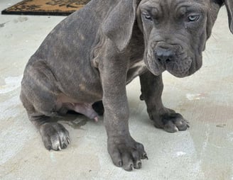 Cane Corso Puppies for Sale