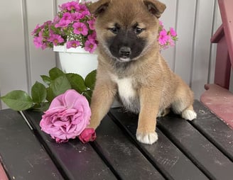 Shiba Inu puppies for sale