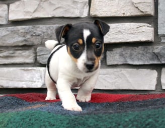 Jack Russell puppies for sale 