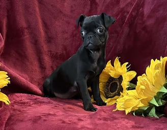 Pug Puppies for Sale