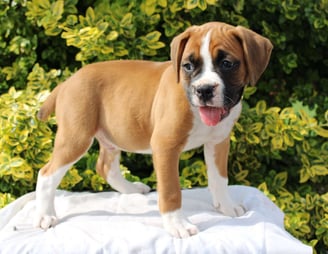 Boxer Puppies for Sale