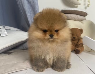 Teacup Pomeranian Puppies for Sale