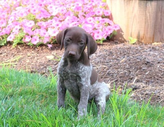 German Shorthaired Pointer Puppies for Sale 