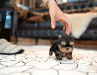 Teacup Yorkies for Sale