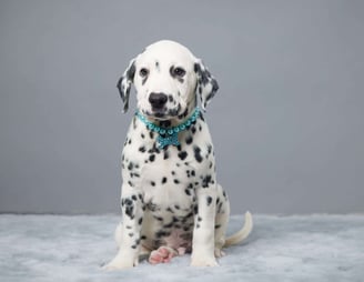 Dalmatian Puppies for Sale