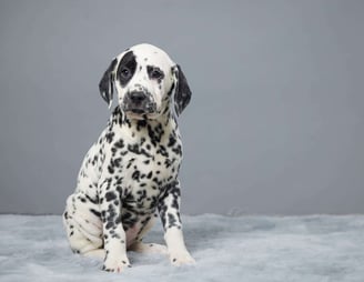 Dalmatian Puppies for Sale