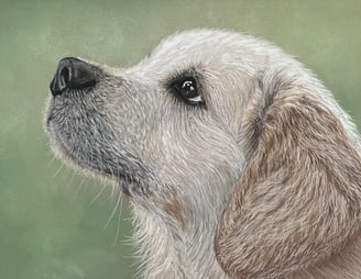 Pastel pet portrait, Labrador puppy portrait 