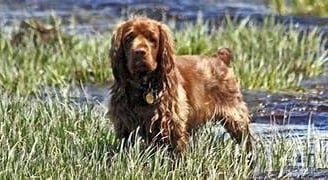 chien sussex spaniel