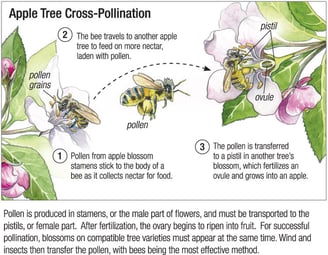 Cross pollination diagram