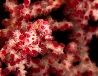 a close up of a red coral reef and pygmy seahorse