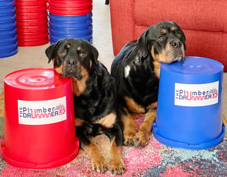 2 rottweilers with heads on buckets for drumming