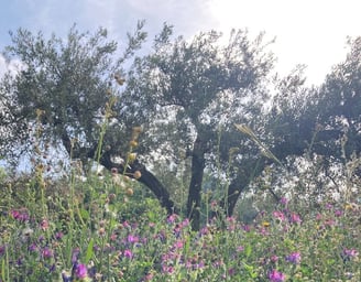 Field of wildflowers with purple and pink blooms, tall grasses, and olive trees in the background under a sunny sky.