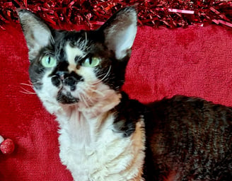 Devon Rex