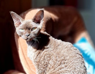 Devon Rex poil