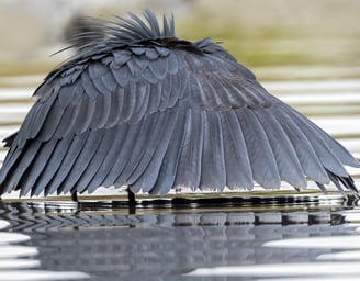 A Black Heron stands elegantly in shallow water, its dark feathers contrasting with the surrounding 