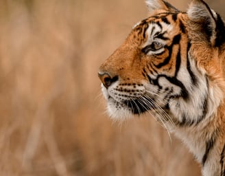 arrowhead in ranthambore national park
