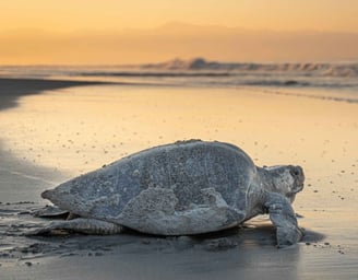 Zeeschildpad op een strand tijdens een prachtige zonsondergang.