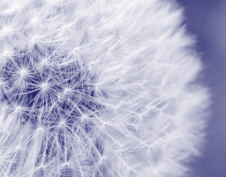 dandelion