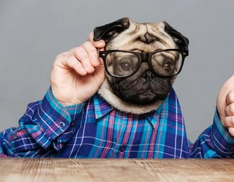 Chien à lunette