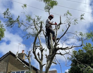 tree cut services