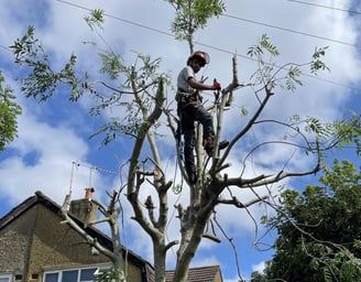 tree cut services