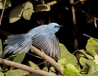 African Blue Flycatcher: A Jewel of the Forest The African blue flycatcher is a small, vibrant bird 