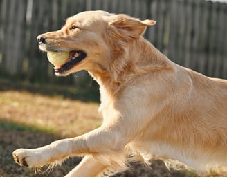 a dog is playing with a tennis ball in a backyard