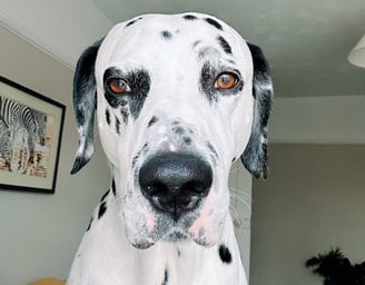 a dalmatian dog is standing in front of a person's head