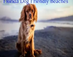 dog-friendly-vacation-spots-in-florida