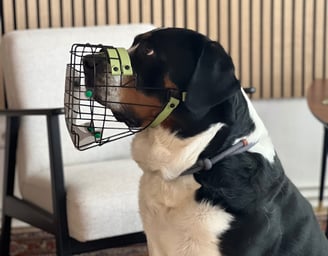 Hund mit Maulkorb und Fressschutz