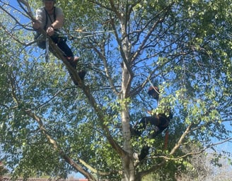 tree cut services