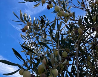 Close-up of an olive tree with green and black olives under a blue sky.