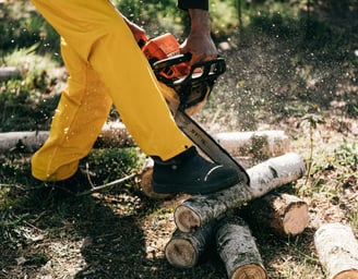 Tree pruning Port Elizabeth