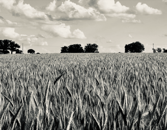 Un champ de blé sur une photo en noir et blanc, de Dalia Ferreira