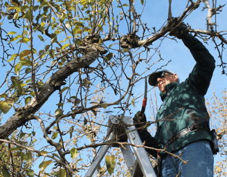 a man is standing on a ladder to reach a tree branch