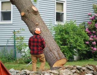 a man is cutting down a tree with a chainsaw