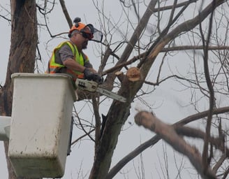 a man in a safety vest is working on a tree