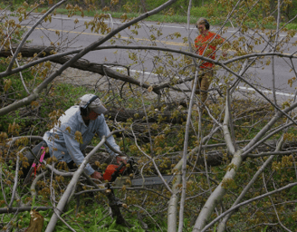 a man is cutting down a tree branch