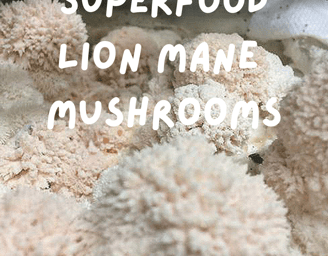 Lion Mane Mushrooms