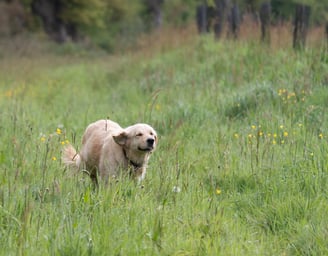 Golden Retriever du Pays Pourpre courant dans un pré breton