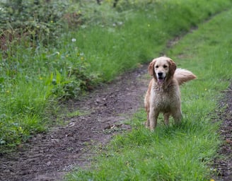 golden retriever dans la campagne bretonne